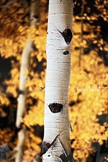 Photographer Forrest Bouttin