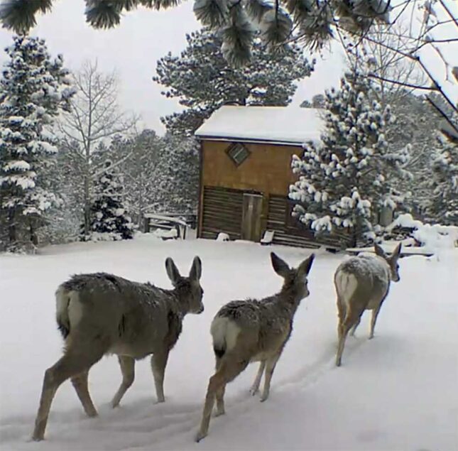 Ferguson’s First Victor Residence