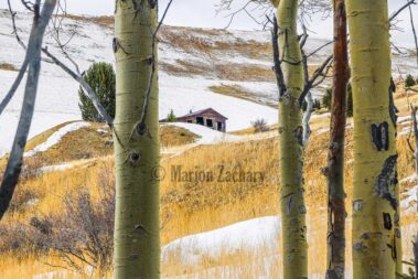 Photographer Marion Zachary